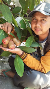 Mengenal Wahyu, Pemuda Nganjuk Yang Sukses Dengan Menanam Bibit Buahan