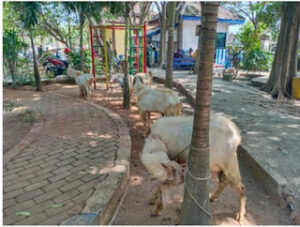Taman Paseban Bangkalan, Dibangun Dengan Dana Milyaran, Kini Jadi Tempat Jual Kambing