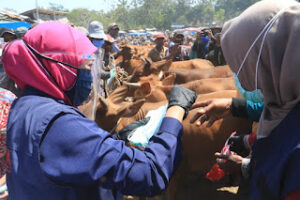 Jelang Idul Adha, Gubernur Jawa Timur Blusukan Kepasar Hewan Tanah Merah Bangkalan